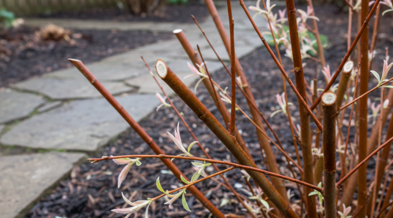 Wierzba japońska: jak i kiedy przycinać po zimie?